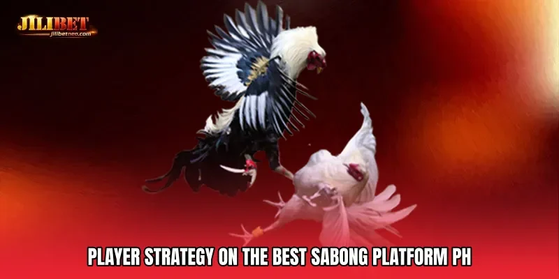 Player Strategy on the Best sabong platform PH