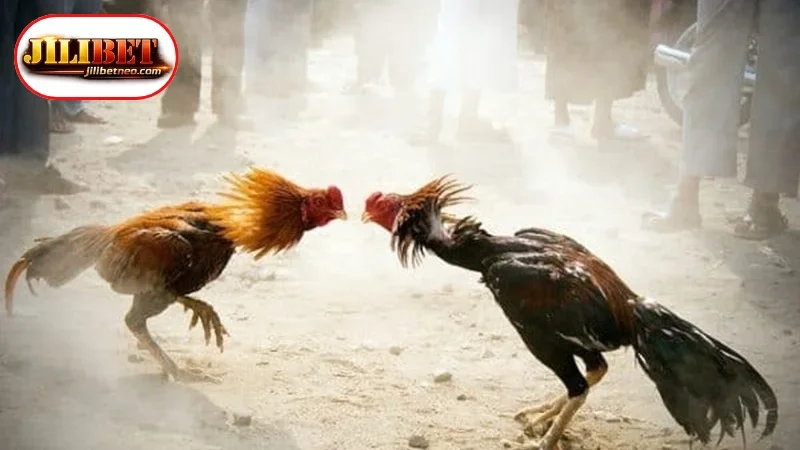 An Overview of Real-Time Cockfighting Betting Platforms