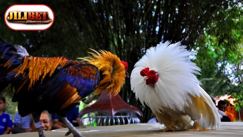 Exploring Live Cockfighting Stream Free Services