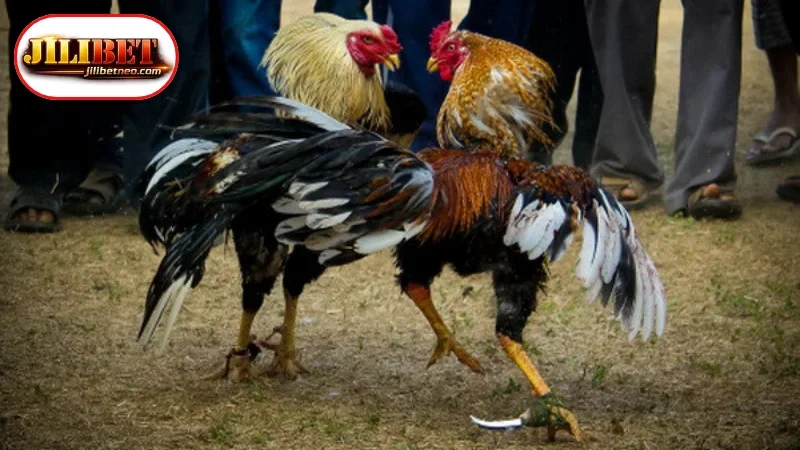 Frequently Used Betting Markets in Cockfighting