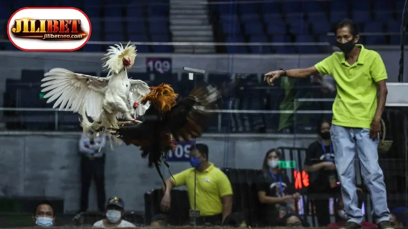 Reasons Why Live Cockfighting Stream Free Appeals to Viewers