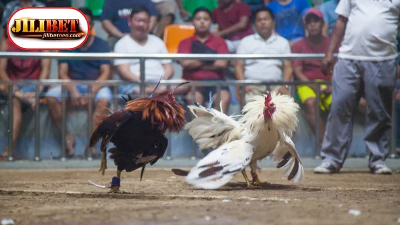 Renowned Cockfighting Tournaments You Can Watch Live