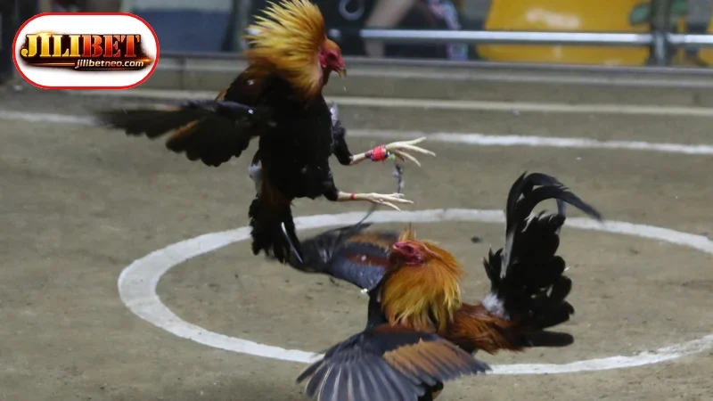 Understanding the Mechanics of Live Cockfighting Betting